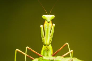101_Mantide-africana-Sphodromantis-lineola-shutterstock_1666620034-600x600 