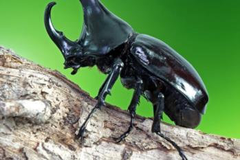 70_Scarabeo-rinoceronte-Xylotrupes-gideon-shutterstock_1157160778-600x600 