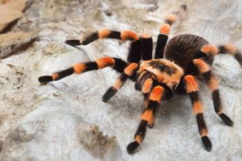 82_Ragno-ginocchia-rosse_Brachypelma-smithi-shutterstock_500781850--600x600 