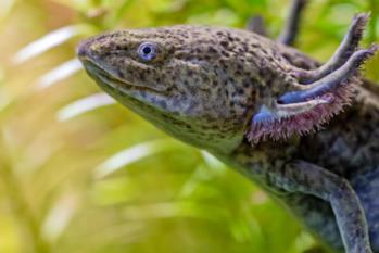 97_Axolotl-Ambystoma-mexicanum-shutterstock_2015595209-600x600 